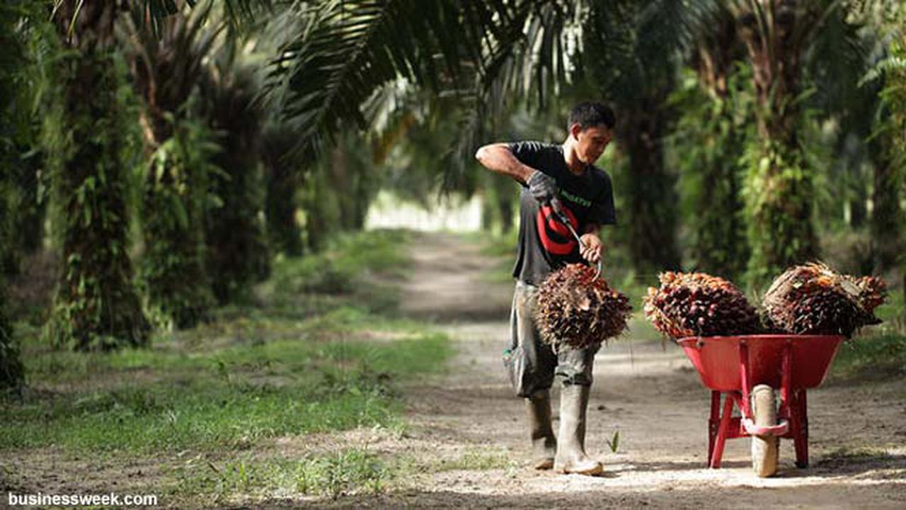 Indonesia dan Malaysia Gandeng FAO Susun Standar Keberlanjutan Minyak Sawit